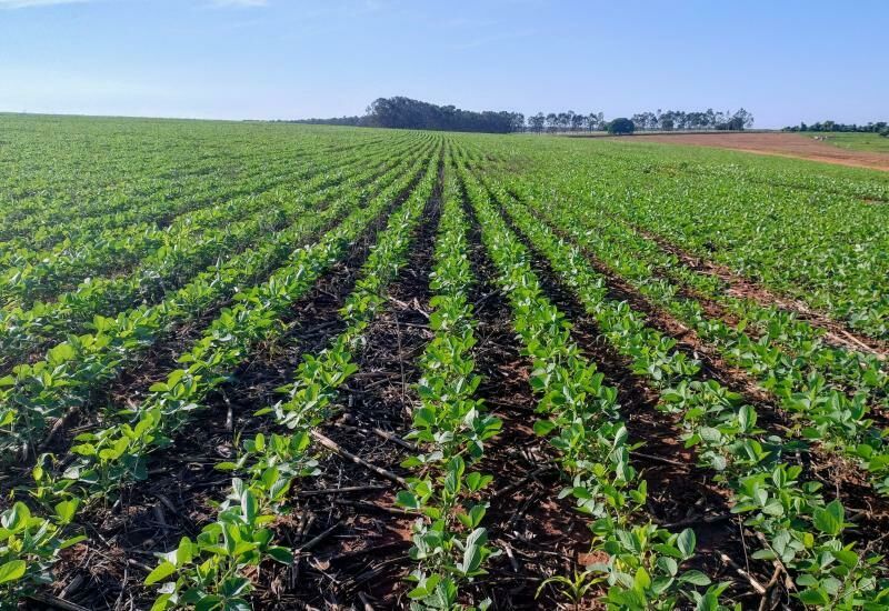 Imagem de compartilhamento para o artigo Plantio da soja avança em Mato Grosso do Sul e supera safra anterior da MS Todo dia